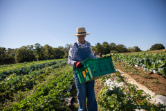 September 24, 2021: Senator John Kane volunteered with the Chester County Food Bank to provide fresh produce to families in need.