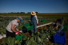 September 24, 2021: Senator John Kane volunteered with the Chester County Food Bank to provide fresh produce to families in need.