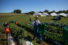 September 24, 2021: Senator John Kane volunteered with the Chester County Food Bank to provide fresh produce to families in need.