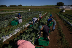 September 24, 2021: Senator John Kane volunteered with the Chester County Food Bank to provide fresh produce to families in need.