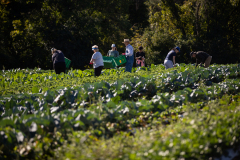 September 24, 2021: Senator John Kane volunteered with the Chester County Food Bank to provide fresh produce to families in need.
