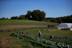 September 24, 2021: Senator John Kane volunteered with the Chester County Food Bank to provide fresh produce to families in need.