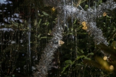 December 20, 2023: Senator Kane tours the stunning Longwood Gardens in the 9th Senate District