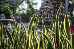 December 20, 2023: Senator Kane tours the stunning Longwood Gardens in the 9th Senate District
