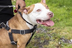 April 13, 2024: Senator John I. Kane and Representative Leanne Krueger hosted a Pet Expo at Upland Park in partnership with the Brandywine Valley SPCA and the Delaware County Kennel Club.