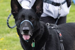 April 13, 2024: Senator John I. Kane and Representative Leanne Krueger hosted a Pet Expo at Upland Park in partnership with the Brandywine Valley SPCA and the Delaware County Kennel Club.