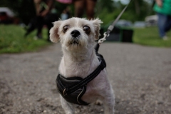 May 17, 2025: Senator Kane hosts annual Pet Expo.