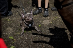 May 17, 2025: Senator Kane hosts annual Pet Expo.