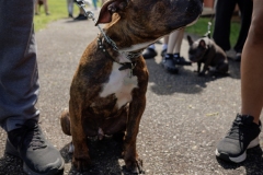 May 17, 2025: Senator Kane hosts annual Pet Expo.