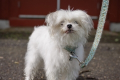 May 17, 2025: Senator Kane hosts annual Pet Expo.