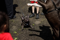 May 17, 2025: Senator Kane hosts annual Pet Expo.